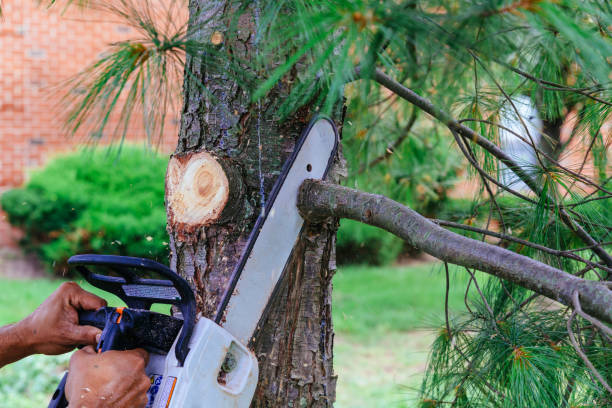 How Our Tree Care Process Works  in Crossville, TN